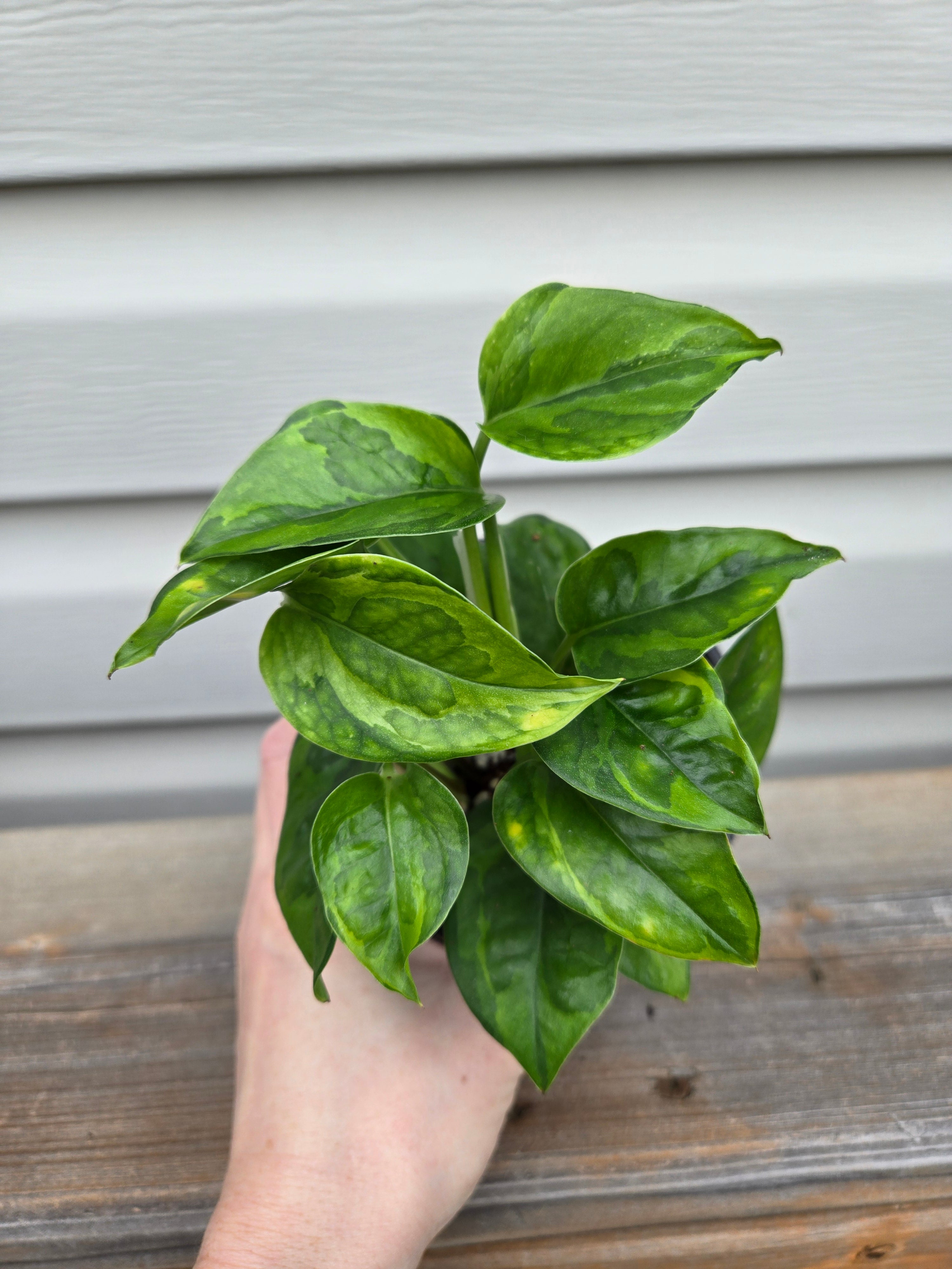 Emerald Pothos