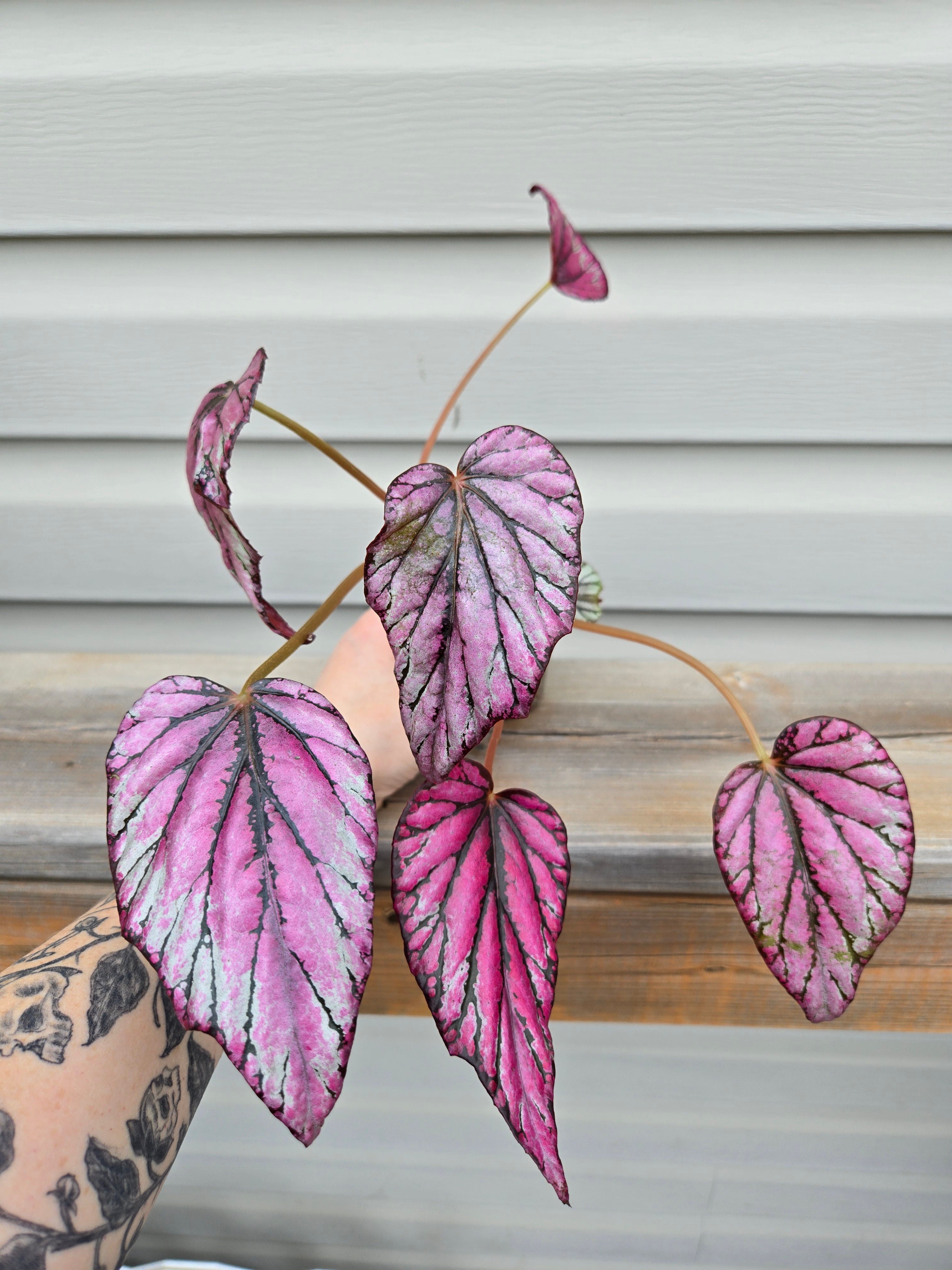 Begonia McLaughlin Rex