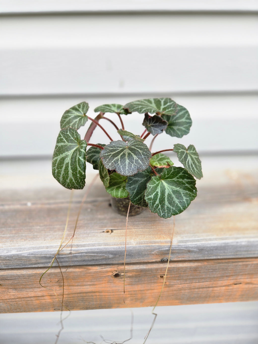 STRAWBERRY BEGONIA - Saxifraga Stolonifera