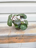 STRAWBERRY BEGONIA - Saxifraga Stolonifera