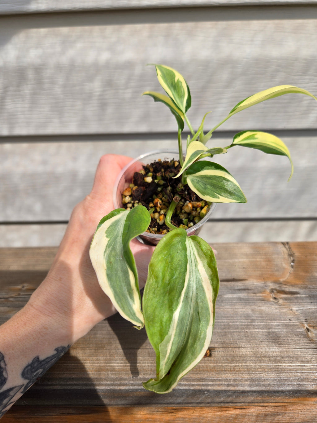Philodendron Rio Variegated Brasil
