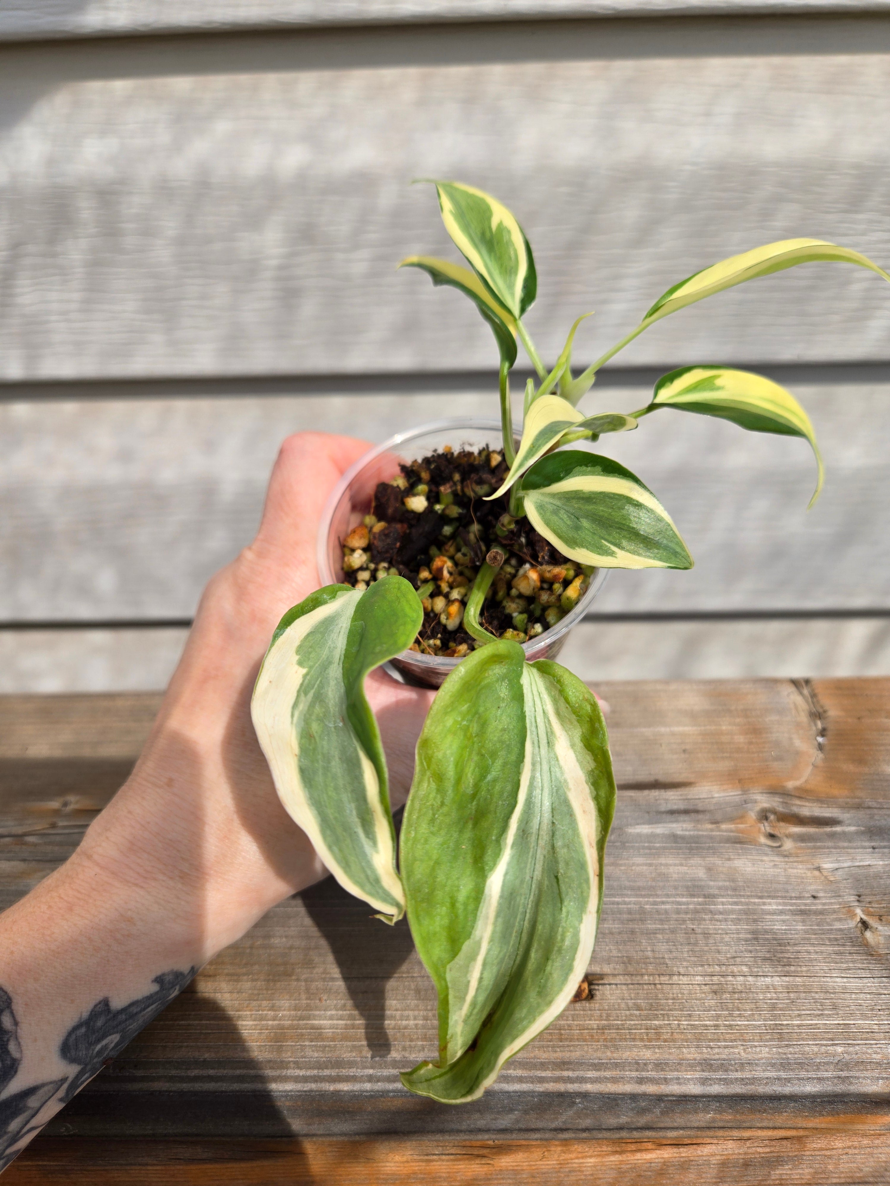 Philodendron Rio Variegated Brasil