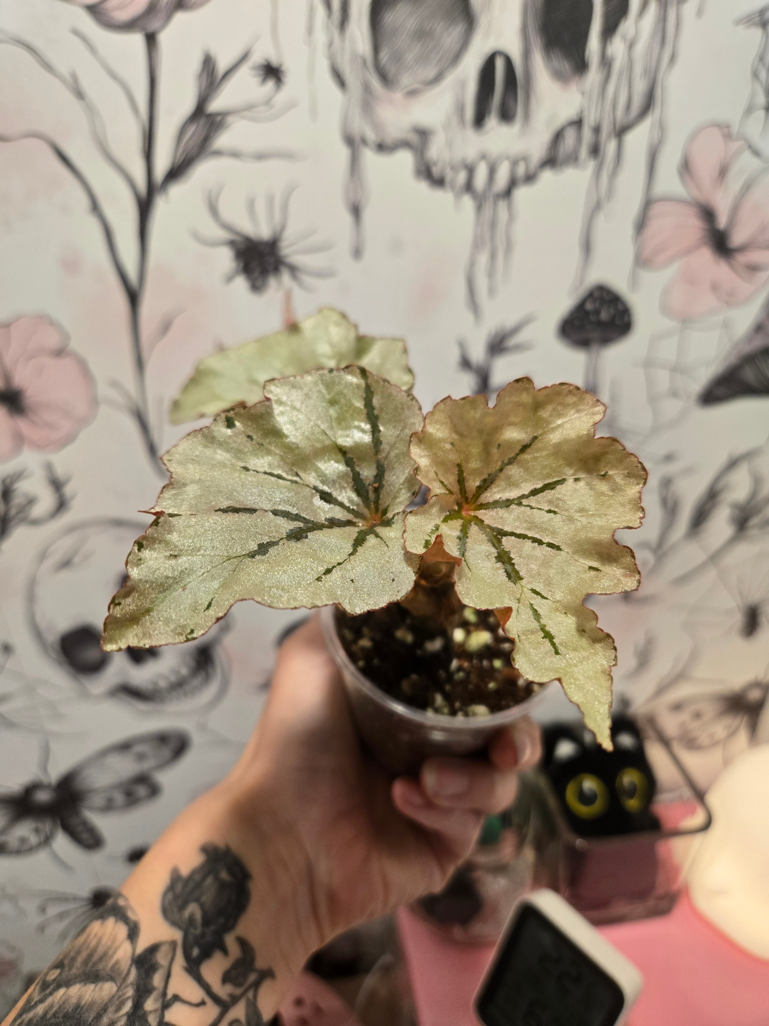 Looking Glass Begonia