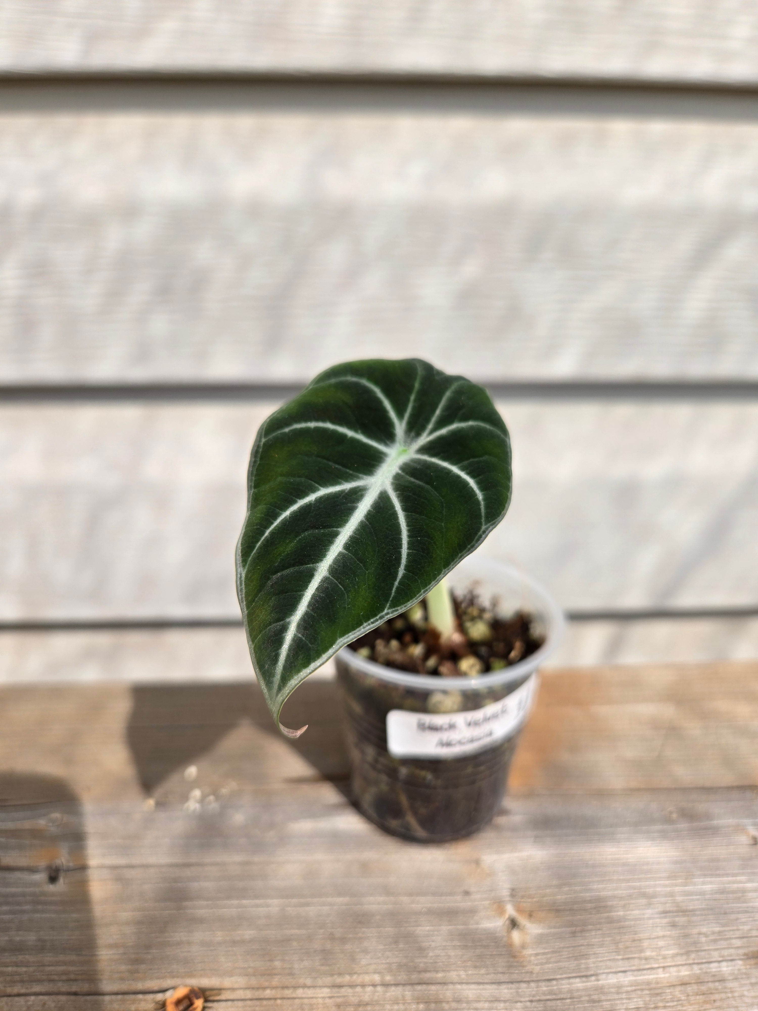 Black Velvet Alocasia