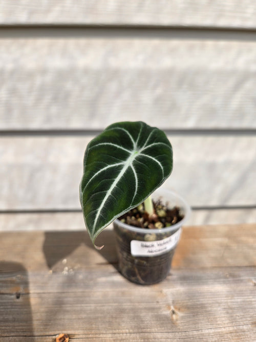 Black Velvet Alocasia