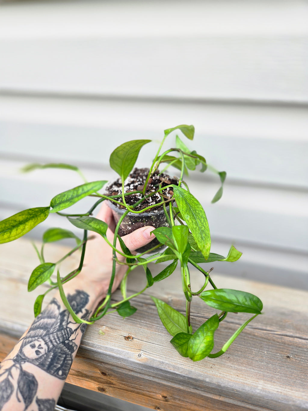 Skeleton Key Pothos - Epipremnum Pinnatum Skeleton key