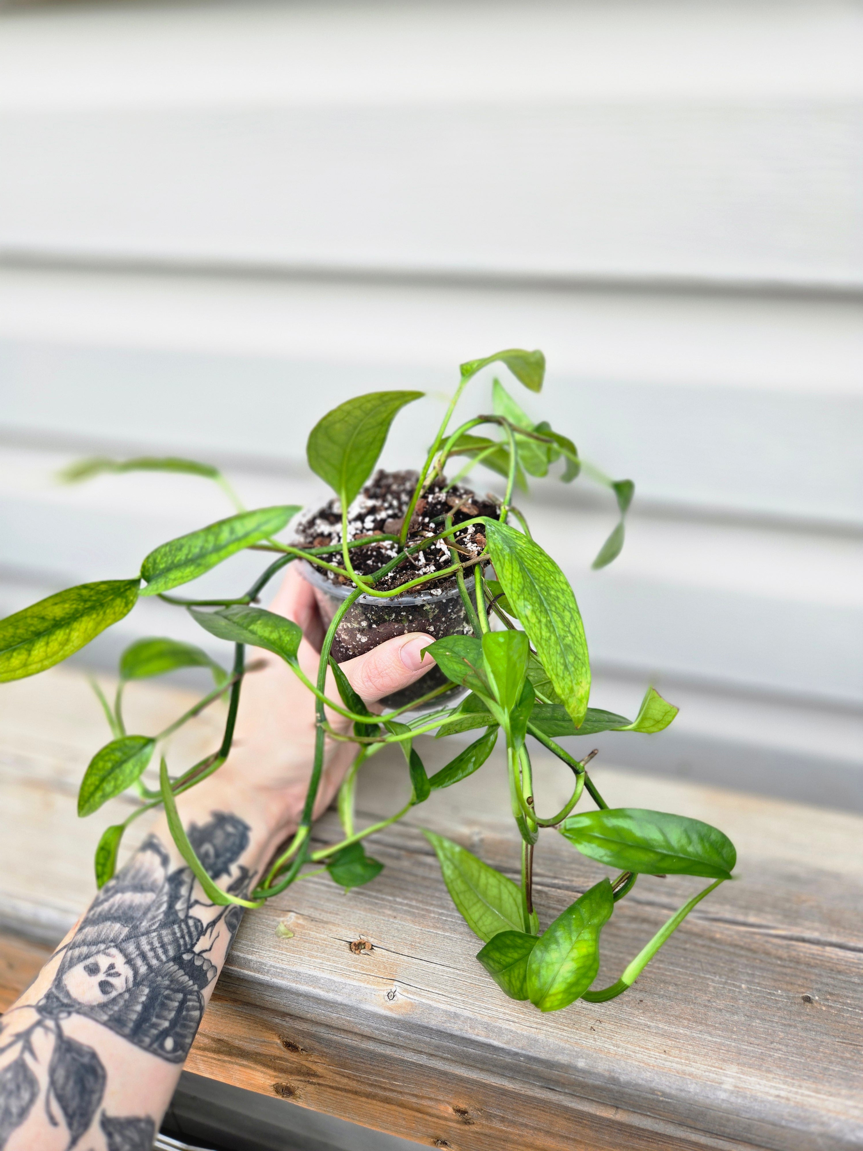 Skeleton Key Pothos - Epipremnum Pinnatum Skeleton key