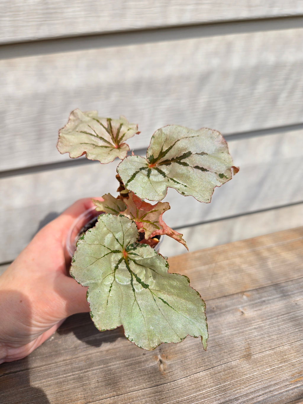 Looking Glass Begonia