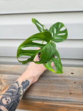 Adansonii Monstera