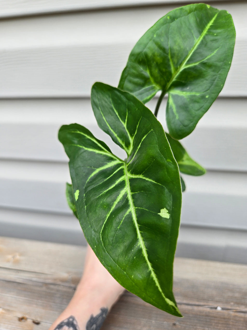 Galaxy Panda Syngonium- Syngonium Galaxy Panda